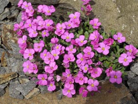 Aubrieta 'Antique rose'